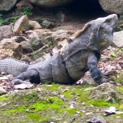 Chichen_Itza-1