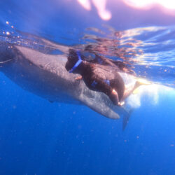 whaleshark Expedition-10