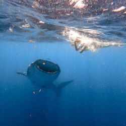 whaleshark Expedition-8