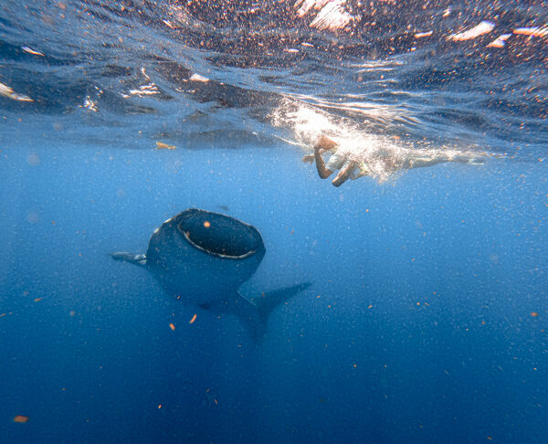 whaleshark Expedition-8